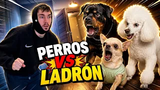 Lo mejor de Odey Gil perros | Maratón de Bobby 🐶 #1