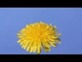 Download Lagu Time lapse Dandelion flower to seed head