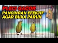 Download Lagu PANCINGAN PLECI GACOR PAGI DAN SORE HARI AGAR CEPAT BUKA PARUH !!!!!!