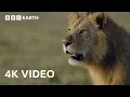 Epic Animal Battles Nature s Most Brutal Showdowns in 4K BBC Earth