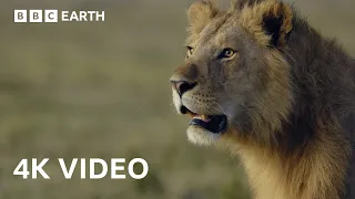 Epic Animal Battles Nature s Most Brutal Showdowns in 4K BBC Earth