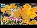 Download Lagu ป๊าดด😱 งามๆ ดูให้จบฉ่ำๆเลย 😍20.7. 2025 🇫🇮