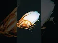 Liga Baru - Tenxi, Yung Caters & Jemsii (Slowed + Reverb) | Drift Phonk