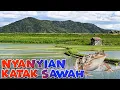 Download Lagu Suara Kodok Sawah Di Waktu Sore