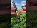 Download Lagu 🔥🌞SMOKING A DELICIOUS ARTURO FUENTE CIGAR BY THE RIVER IN NEW ORLEANS ON A SUNNY DAY! #cigar #asmr