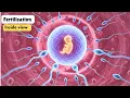Download Lagu Medisch perspectief op het bevruchtingsproces van een baby | Anatomie 3D-animatie AI