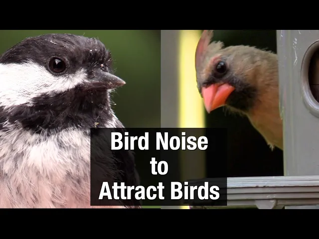 Download MP3 Bird Noise to Attract Birds