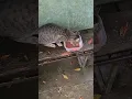 Download Lagu STREET CATS-Bengalac uplašen i gladan.!!! Dejan Čupa Art