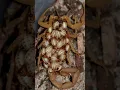 Download Lagu Eten schorpioenen hun eigen moeder op? Een gruwelijk verhaal uit de wildernis! #Schorpioenen