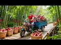 Lagu TIMELAPSE -- Harvest Wild Bamboo Shoot, Process into Delicious Dishes and Sell at the Market