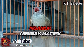 Download NEMBAK ISIAN kapas tembak gacor FULL BUKA EKOR. MP3