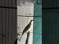 Download Lagu pesona burung trucukan #burung #thebirdsonggroup #birdsong #nature #burungkicaudialamliar