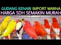 Lagu I✅ GUDANG KENARI IMPORT WARNA TERBAIK KINI HARGA SDH SEMAKIN MURAH DI PASAR BURUNG PRAMUKA HARI INI