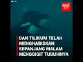 Kehidupan menyedihkan paus orca yang telah membunuh tiga orang manusia