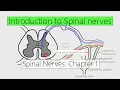 Spinal Nerves Introduction Nervous system 4K Chapter 1