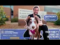 Companion Animal Clinic Compassionate Pet Care at Midwestern University Clinics Glendale AZ