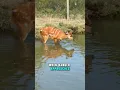 Lagu Sitatunga Antelope | Narrated Animal Profile | The Sitatunga is the Most Aquatic Antelope