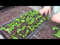 Week 14 at Honeymoon Acres 2016