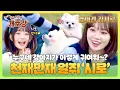 Download Lagu 유치원을 찾아온 보호자 르세라핌 '채원'과 영재견 '시로'의 귀여운 어질리티 놀이💕 | 집 나가면 개호강 6회 | JTBC 250629 방송