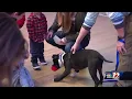 Greensboro Science Center teams up with animal rescue foster programs for Fur-st Saturdays