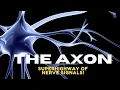 Axon Explained Structure Function Role in Neurons