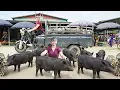 Download Lagu Harvesting 1000KG Giant Pig Each After 4 Month Of Raising - Use Truck Goes To Market Sell