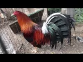 HERMAN PINNON YELLOW LEG HATCH