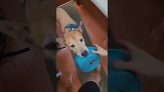 just like genie – shaken in our lamp