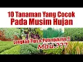 Download Lagu WAJIB TAU.!!! 10 TANAMAN YANG COCOK PADA MUSIM HUJAN.