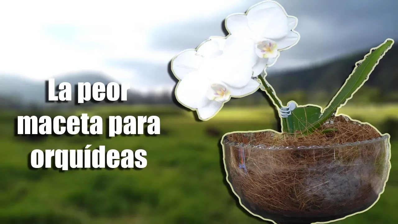 LA PEOR MACETA PARA ORQUÍDEAS EPÍFITAS ORQUIPLANET