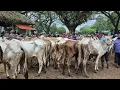 Download Lagu 8 JUTAAN🔥MELIMPAH BABON KURUS HARGA MURAH | Pasar Sapi Jatirogo