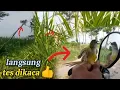 Lagu mikat burung prenjak sawah dan prenjak tebu langsung tes didepan kaca
