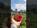 Download Lagu Strawberrynya sangat menggoda 🍓🍓
