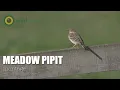 Download Lagu Meadow Pipit - Anthus pratensis - Montage