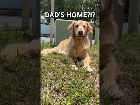 The best way to be welcomed home💛🐾 #goldenretriever #dog #cutedog #cutepets