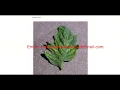 Python Code for Tomato Leaf Disease Detection Using Image Processing Plant Disease Classification