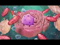 Biology: Cell Structure I Nucleus Medical Media