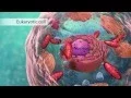 Download Lagu Biology: Cell Structure I Nucleus Medical Media