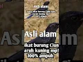 Suara pikat burung ciung batu paruh kuning asli alam