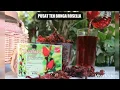 Download Lagu Pusat Teh Bunga Rosella // Jual Teh Rosella Premium // Rosella Tea SUDAH DEPKES-PIRT