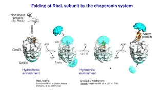 Cellular Machineries Devoted To Rubisco The Most Abundant Enzyme 