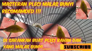 pleci ngalas ngalas ampuh menarik pleci malas bunyi cocok buat memancing pleci bahan belajar ngalas