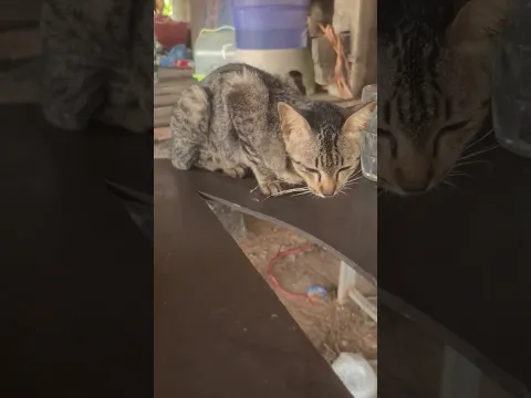 rural cat #amazing #cat #kitten #cute #animals #viral