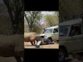 Lagu Rhino Destroys Car in Seconds!