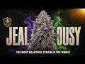 Jealousy The Strain So Beautiful They Named It After the Feeling It Gave Other Growers