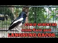 Download Lagu suara BURUNG KACER NYIUL sangat ampuh untuk pancingan kacer