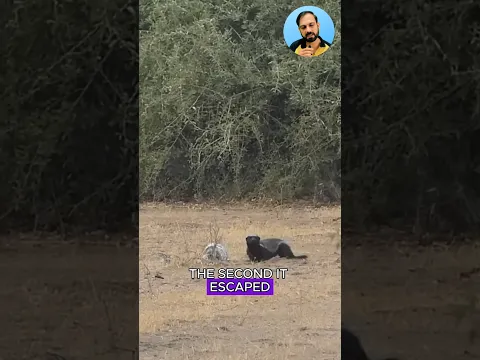 When This Honeybadger Faced A Python! #shorts