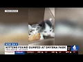 Kittens found dumped at Smyrna park