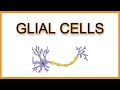 Glial Cells Astrocytes Microglia Oligodendrocytes Schwann Cells Ependymal Cells