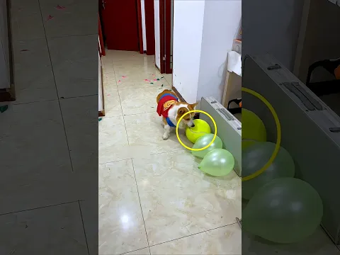 Doggo’s Balloon Challenge Gone Wrong 😂🐶 #shorts